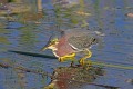 _MG_7142 green heron eating fish at the viera wetlands.jpg