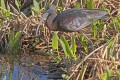 _MG_7184 glossy ibis.jpg