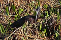 _MG_7194 glossy ibis.jpg