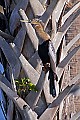 _MG_7259 male anhinga - breeding plummage.jpg