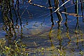 _MG_7299 spawning fish - viera wetlands.jpg