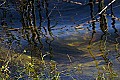 _MG_7329 spawning fish - viera wetlands.jpg