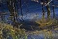 _MG_7331 spawning fish at viera wetlands.jpg