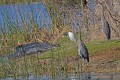 _MG_7354 alligators great blue herons and snowy egret.jpg