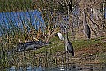 _MG_7363 alligators and herons on viera wetlands lake island.jpg