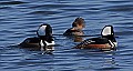 _MG_7504 hooded mergnasers displaying for a female.jpg