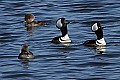 _MG_7537 drake hooded mergansers displaying for hens.jpg