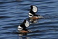 _MG_7757 deake hooded mergansers displaying.jpg