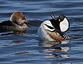 _MG_7852 hooded merganser drake displaying for hen.jpg