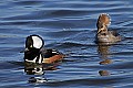 _MG_7858 hooded merganser drake displaying for hen.jpg