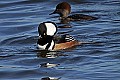 _MG_7876 hooded merganser drake displaying for hen.jpg