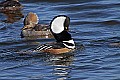 _MG_7888 hooded merganser drake displaying for hen.jpg