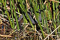 _MG_7972 florida banded water snake in reeds.jpg