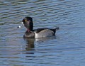 _MG_8092 ringed-neck duck.jpg