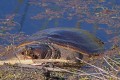 _MG_8155 softshell turtle.jpg