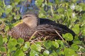 _MG_8178 mottled duck hen.jpg