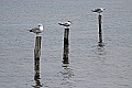 _MG_8290 tern and gulls.jpg