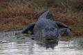 _MG_8379 american alligator at the Viera Wetlands.jpg