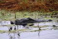 _MG_8383 american alligator at the Viera Wetlands.jpg