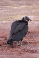 _MG_8422 black vulture at playalinda.jpg