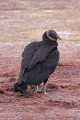 _MG_8429 black vulture along biolab road florida.jpg