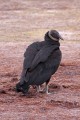 _MG_8431 black vulture along biolab road -florida.jpg