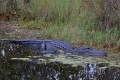 _MG_8449 american alligator at the Viera Wetlands.jpg