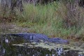 _MG_8455 american alligator at the Viera Wetlands.jpg