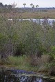 _MG_8459 american alligator at the Viera Wetlands.jpg