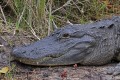 _MG_8489 american alligator at the Viera Wetlands.jpg