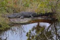 _MG_8492 american alligator at the Viera Wetlands.jpg