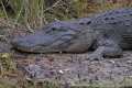 _MG_8507 american alligator at the Viera Wetlands.jpg