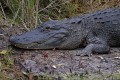 _MG_8511 american alligator at the Viera Wetlands.jpg