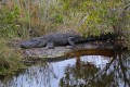 _MG_8520 american alligator at the Viera Wetlands.jpg