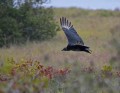 _MG_8525 black vulture glides along biolab road florida.jpg