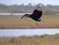 _MG_8532 black vulture along biolab road in florida.jpg