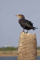 _MG_8753 double-crested cormorant.jpg