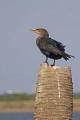 _MG_8758 double-crested cormorant.jpg