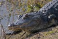 _MG_8765 alligator missing front left foot.jpg