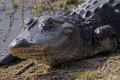 _MG_8782 8-foot-long alligator missing front left leg at the Viera Wetlands.jpg