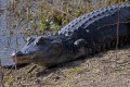 _MG_8789 8-foot-long alligator missing front left leg at the Viera Wetlands.jpg