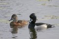_MG_8830 ringed-neck duck pair.jpg