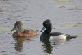 _MG_8831 ringed-neck duck pair.jpg