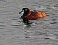 _MG_8947 masked duck.jpg