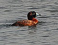 _MG_8954 rare masked duck in florida.jpg