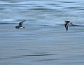 _MG_9077 sanderlings flying.jpg
