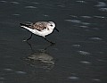 _MG_9088 sanderling in the surf.jpg