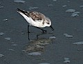 _MG_9090 sanderling on beach.jpg