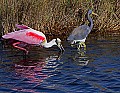 _MG_9727 roseate spoonbill and tricolored heron.jpg