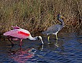 _MG_9729 roseate spoonbill and tricolored heron.jpg